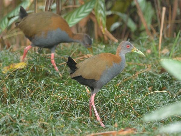 <h3><a href="/trips/salesopolis-2014/biota/animalia/chordata/aves/023 gruiformes/003 rallidae/aramides saracura/aramides saracura-nl.html">Aramides&nbsp;saracura</a> / Slaty‑breasted&nbsp;wood&nbsp;rail / Vale&nbsp;bosral</h3>NIKON D7100 met AF-S Nikkor 300mm f/2.8G IF-ED VR II, 1/200 sec  bij F2.8, ISO 640, afstand 19.9&nbsp;m